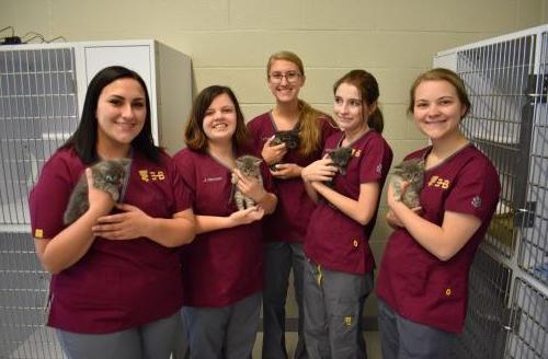 在兽医科学中心，五个穿着手术服的女人抱着小猫 